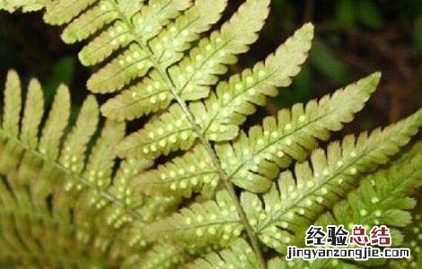 贯众的功效与作用 贯众的功效与作用及禁忌