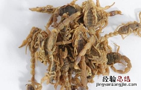全虫的功效与作用