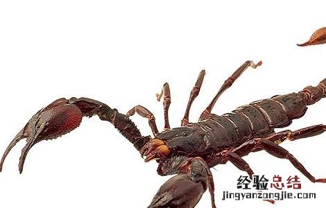 全虫的功效与作用
