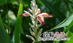 良姜的功效与作用 良姜的功效与作用图片