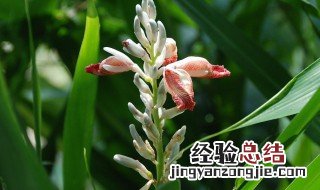 良姜的功效与作用 良姜的功效与作用图片