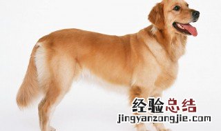 梦到领养了一只大狗 做梦领养只大狗是什么意思