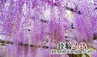 紫藤萝瀑布这篇文章的线索是什么意思 文章内容简介介绍