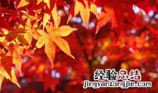 关于秋天唯美句子 关于秋天唯美句子精选