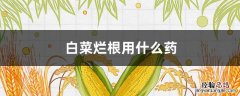 白菜烂根用什么药 白菜烂根用什么药?
