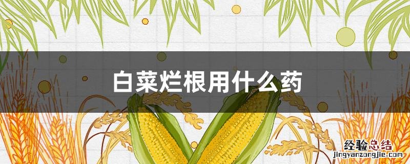 白菜烂根用什么药 白菜烂根用什么药?