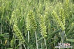 单粒小麦和二粒小麦区别，有什么不同