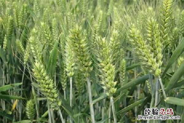 单粒小麦和二粒小麦区别，有什么不同