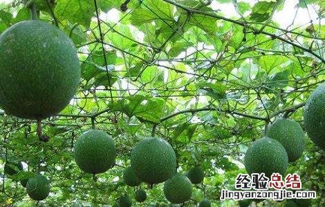 瓜萎皮的功效与作用 瓜萎皮的功效与作用的功能与主治