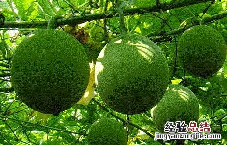 瓜萎皮的功效与作用 瓜萎皮的功效与作用的功能与主治