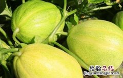 瓜萎皮的功效与作用 瓜萎皮的功效与作用的功能与主治