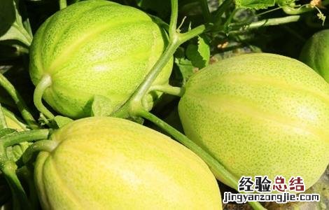 瓜萎皮的功效与作用 瓜萎皮的功效与作用的功能与主治