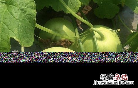 瓜萎皮的功效与作用 瓜萎皮的功效与作用的功能与主治