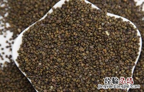 沙苑子泡水的功效与作用 沙苑子泡水喝的功效与作用