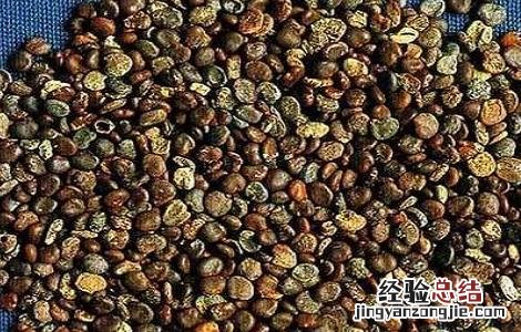 沙苑子泡水的功效与作用 沙苑子泡水喝的功效与作用