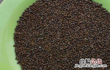 沙苑子泡水的功效与作用 沙苑子泡水喝的功效与作用