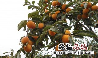柿子树落果是什么原因用啥药 柿子树落果原因是什么