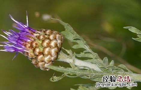 漏芦的功效与作用禁忌 漏芦的功效与作用