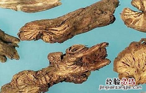 漏芦的功效与作用禁忌 漏芦的功效与作用