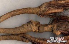 漏芦的功效与作用禁忌 漏芦的功效与作用