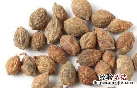 益智仁的功效与作用 益智仁的功效与作用禁忌