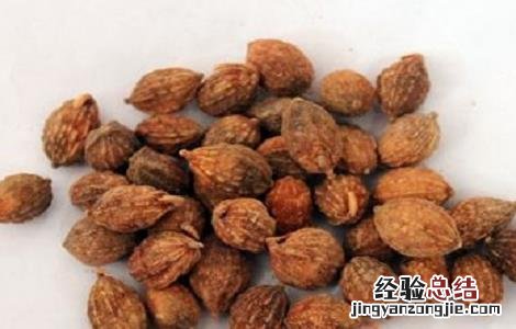 益智仁的功效与作用 益智仁的功效与作用禁忌