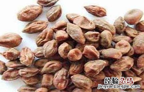 益智仁的功效与作用 益智仁的功效与作用禁忌