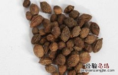 益智仁的功效与作用 益智仁的功效与作用禁忌