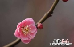 桃枝的功效与作用 五指毛桃枝的功效与作用