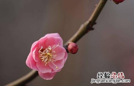 桃枝的功效与作用 五指毛桃枝的功效与作用