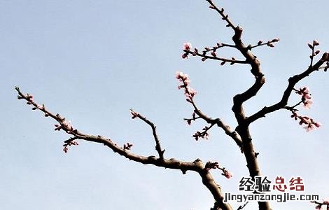 桃枝的功效与作用 五指毛桃枝的功效与作用
