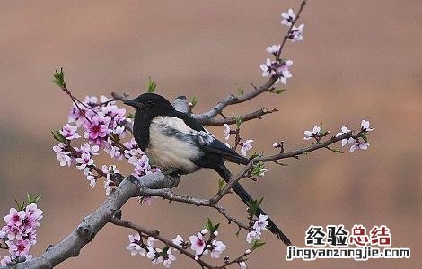 桃枝的功效与作用 五指毛桃枝的功效与作用