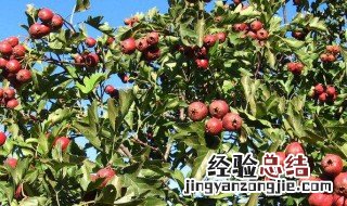山楂树开花前打药还是开花后打药好? 山楂树开过花什么时候打药