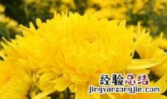 金丝香的功效与作用 金丝香大米价格及图片