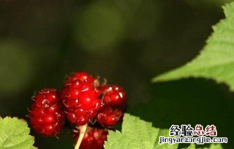山楂叶泡水的功效与作用 山楂叶泡水的功效与作用百度百科