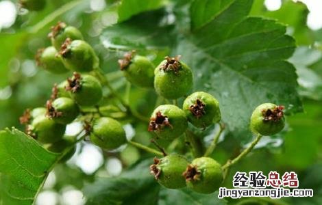 山楂叶泡水的功效与作用 山楂叶泡水的功效与作用百度百科