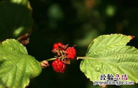 山楂叶泡水的功效与作用 山楂叶泡水的功效与作用百度百科