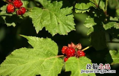 山楂叶泡水的功效与作用 山楂叶泡水的功效与作用百度百科