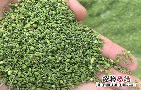槐米泡水的功效与副作用 槐米泡水的功效与副作用禁忌