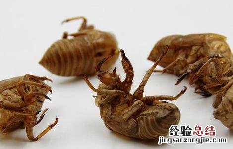 蝉衣的功效与作用 蝉衣的功效与作用与主治百度百科