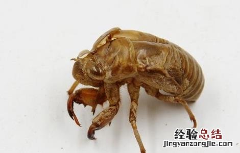 蝉衣的功效与作用 蝉衣的功效与作用与主治百度百科