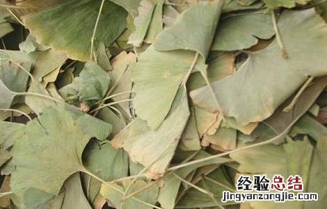 银杏叶片泡水喝的功效与副作用是什么 银杏叶片泡水喝的功效与副作用
