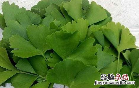 银杏叶片泡水喝的功效与副作用是什么 银杏叶片泡水喝的功效与副作用
