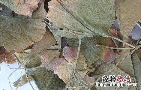 银杏叶片泡水喝的功效与副作用是什么 银杏叶片泡水喝的功效与副作用