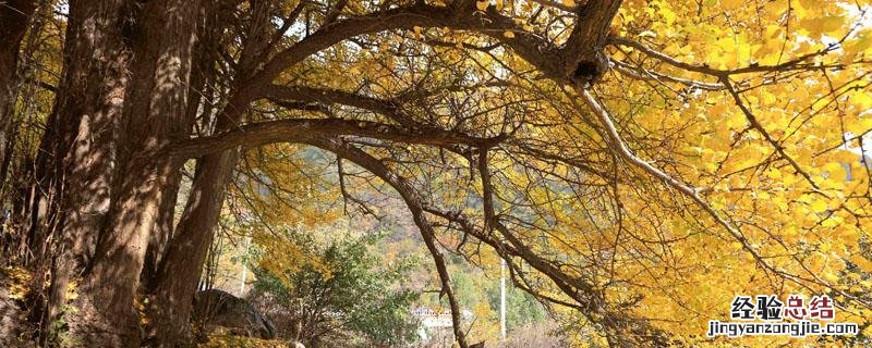 银杏树笋形成原因 银杏笋结果子吗