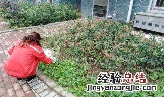小区内可以种菜种果树吗 小区内可以种菜种果树吗视频