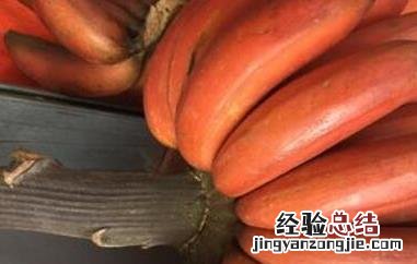 红皮香蕉的作用与功效禁忌 红皮香蕉的作用与功效