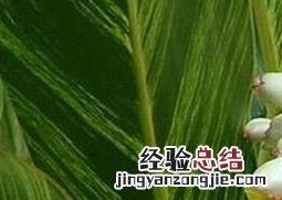 花叶艳山姜生活环境 花叶艳山姜如何养