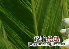 花叶艳山姜生活环境 花叶艳山姜如何养
