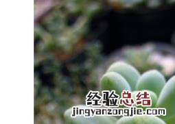 多肉植物天使之泪的养殖方法视频 多肉植物天使之泪的养殖方法
